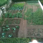 Flora's