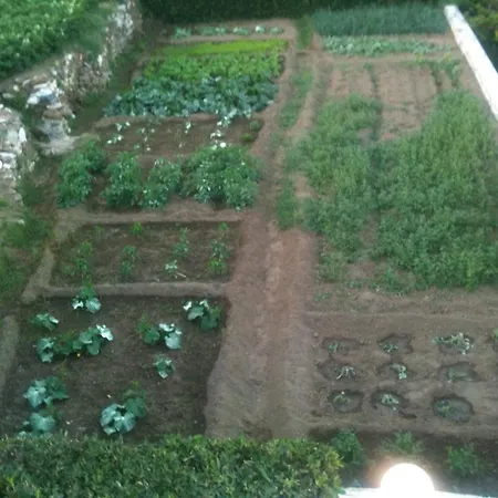 Flora's